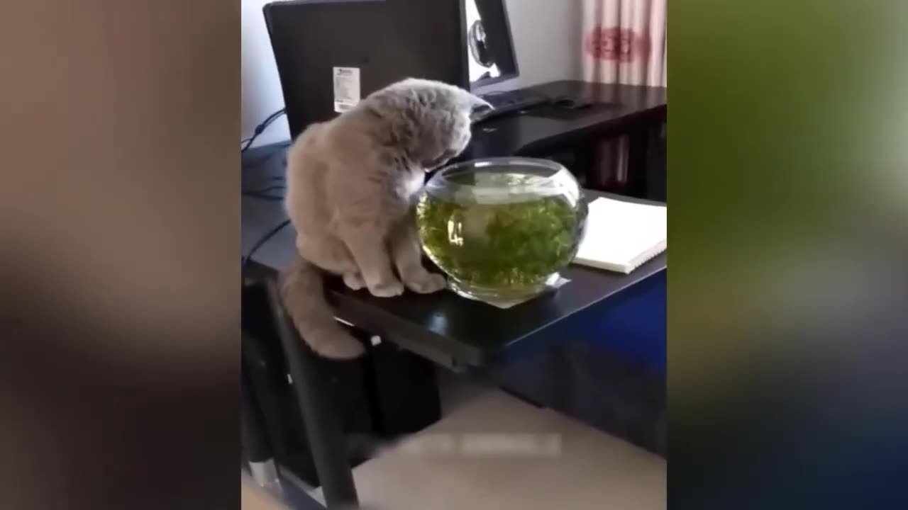 Funny Animal Videos 2023