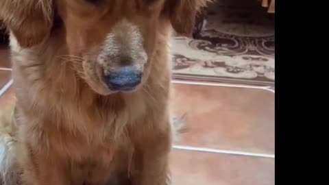 Or the poor dog who doesn't take medicine?