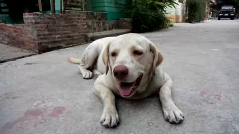 Dog lying Down