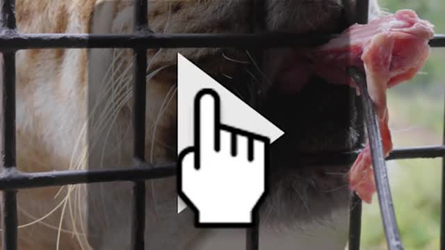 There's not enough meat to fill your teeth. # Liger