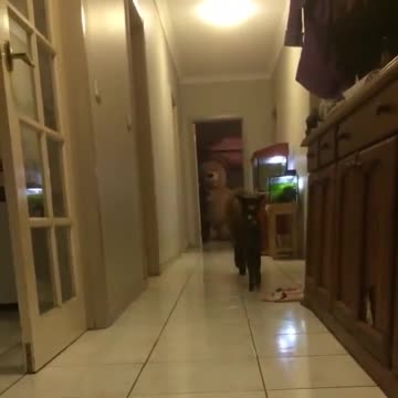 Some people have cats and dogs Some have alpaca and deer😍😲❤