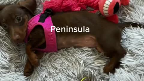 Funniest DOG Videos Ever!!