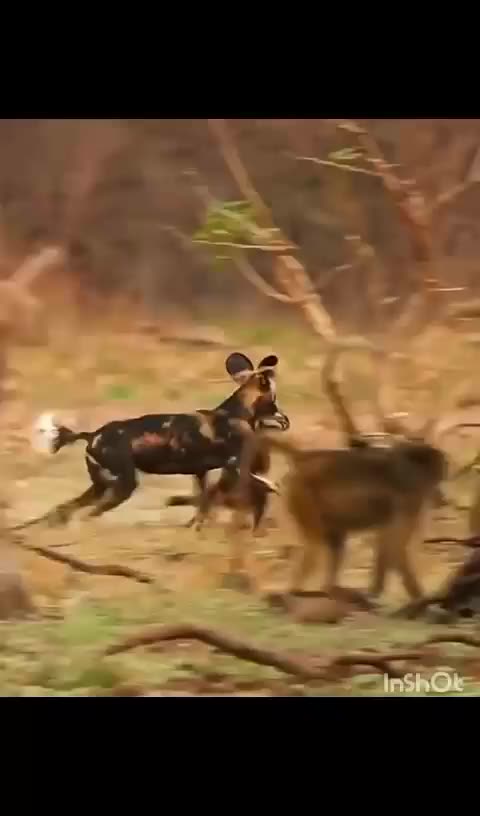 Wildlife, Secret of Survival, Animal Video