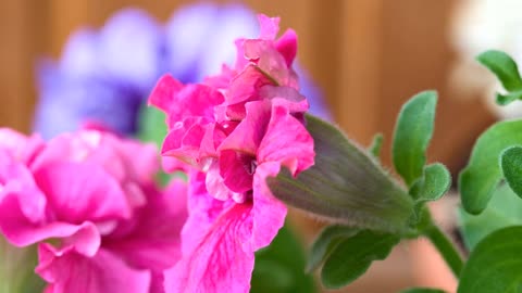 Petunia flower opening in slow motion