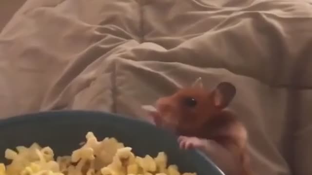 Eat popcorn