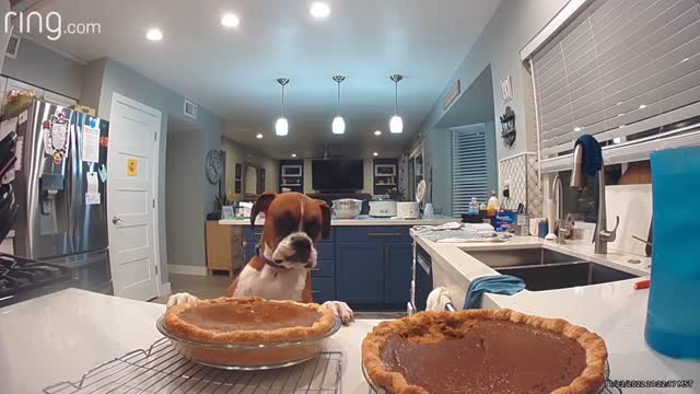 Boxer Dog Taste Tests Pumpkin Pie