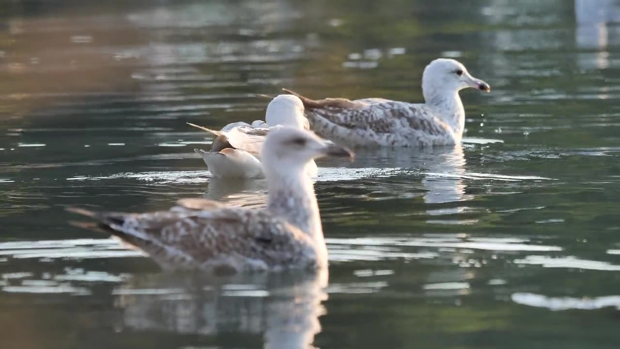 The ducks are swimming