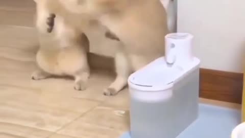 animal funny video