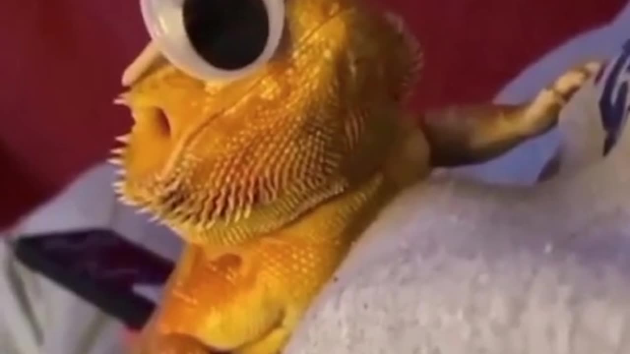 funny videos