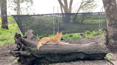 Dingo Dog Animal Mammal Canine Wildlife Carnivore