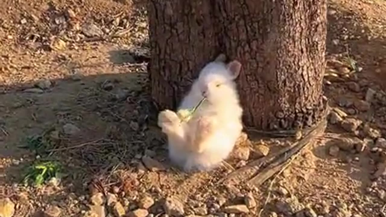 A lonely little bunny.