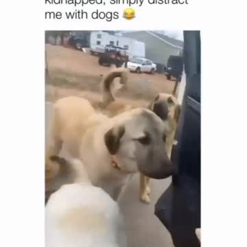 Friendly dogs stop a car to get petted