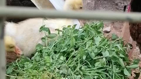 Duck chick - Bulgarian type