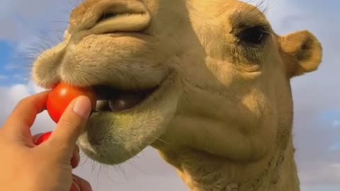 camel eating vedio National