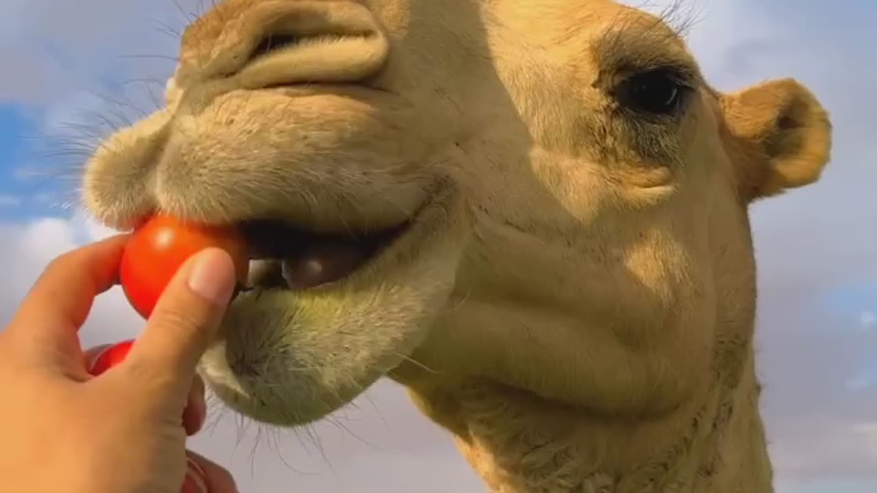 camel eating vedio National