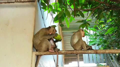 Cutes Animals Doing Funny Things Monkey