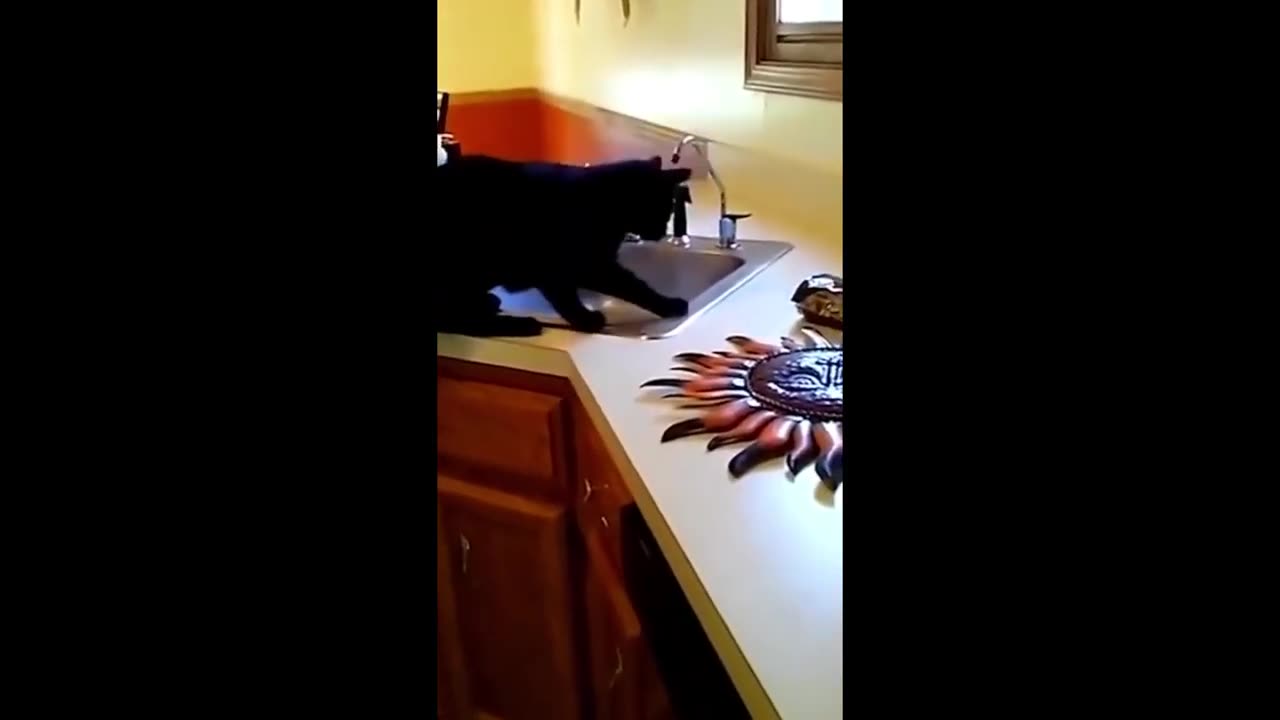 WATCH THESE FUNNY PETS!