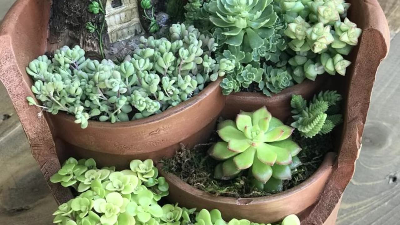 Succulent Propagations