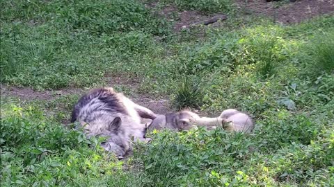 Wolf Fatherly Love