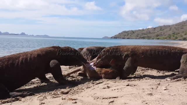 [AGAIN] komodo dragon prey on deer alive