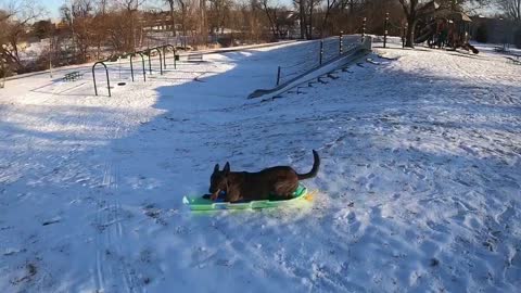 Dog Goes Sledding