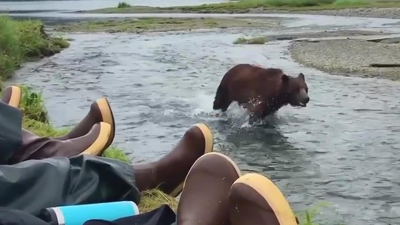 Big brown bear hunting fish next to humans