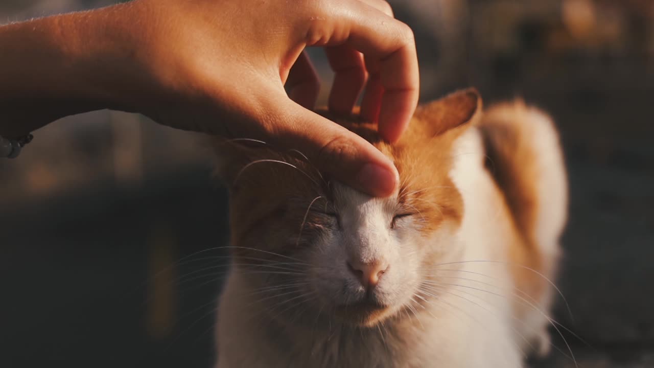 Cat Playing