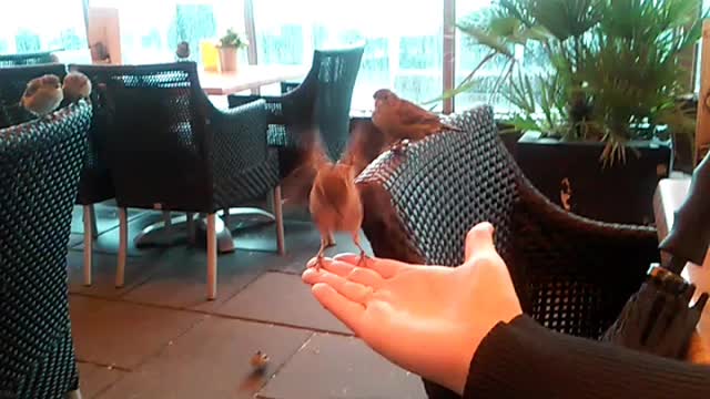 How to let birds eat from your hands.
