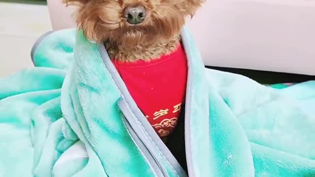 宠物