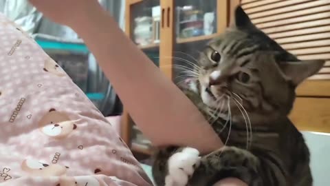 Cat Meowing ❤💝🥰