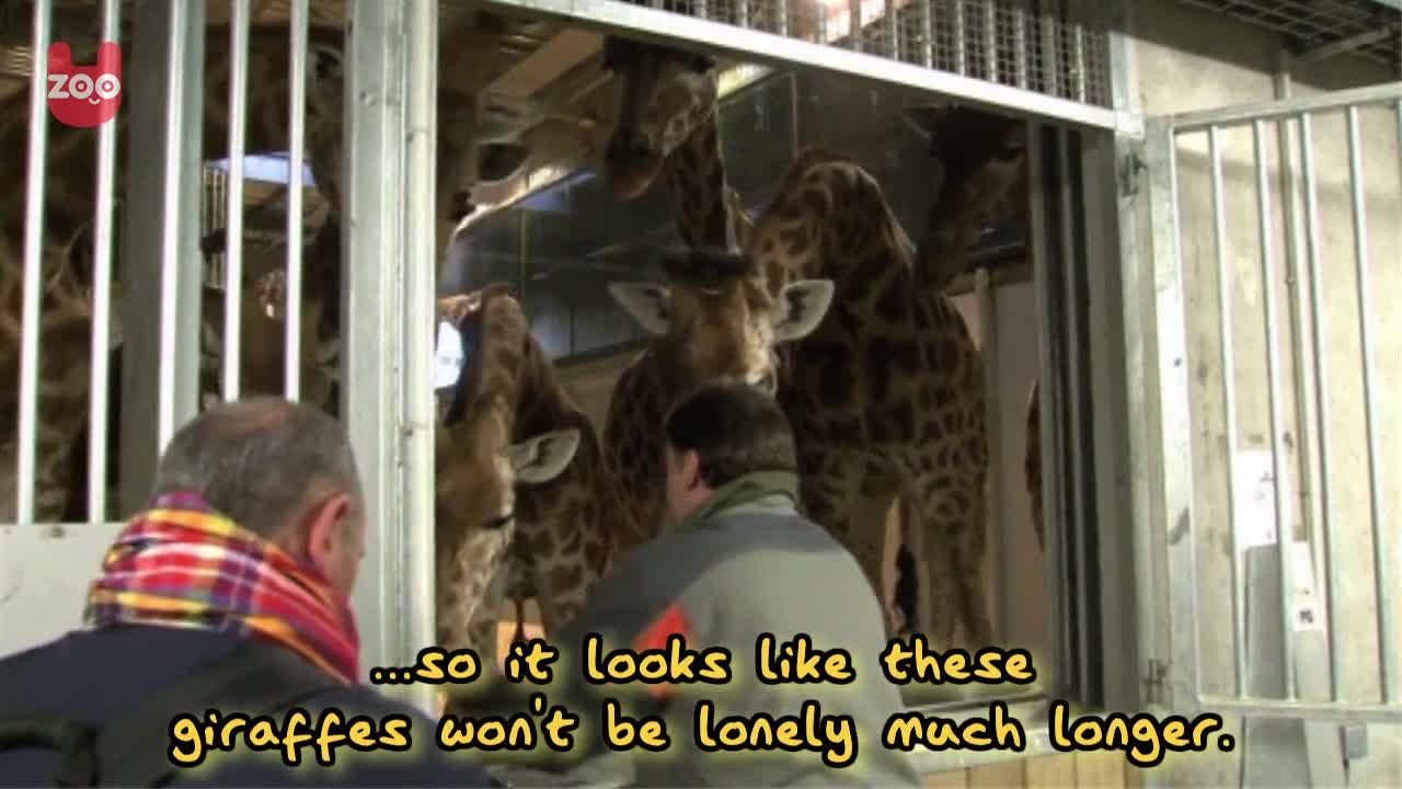 Lonely Giraffes Left Behind In Zoo