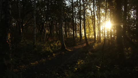 The vast forest, the yearning in my heart, towards freedom