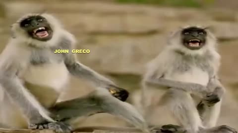 Η ''JOHN GRECO TV''... Σας #Παρουσιαζει...😂🤣