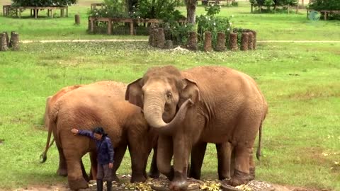 Watch Heartwarming Moment When Elephant Heard Calling Voice From Her Favourite Person - ElephantNews