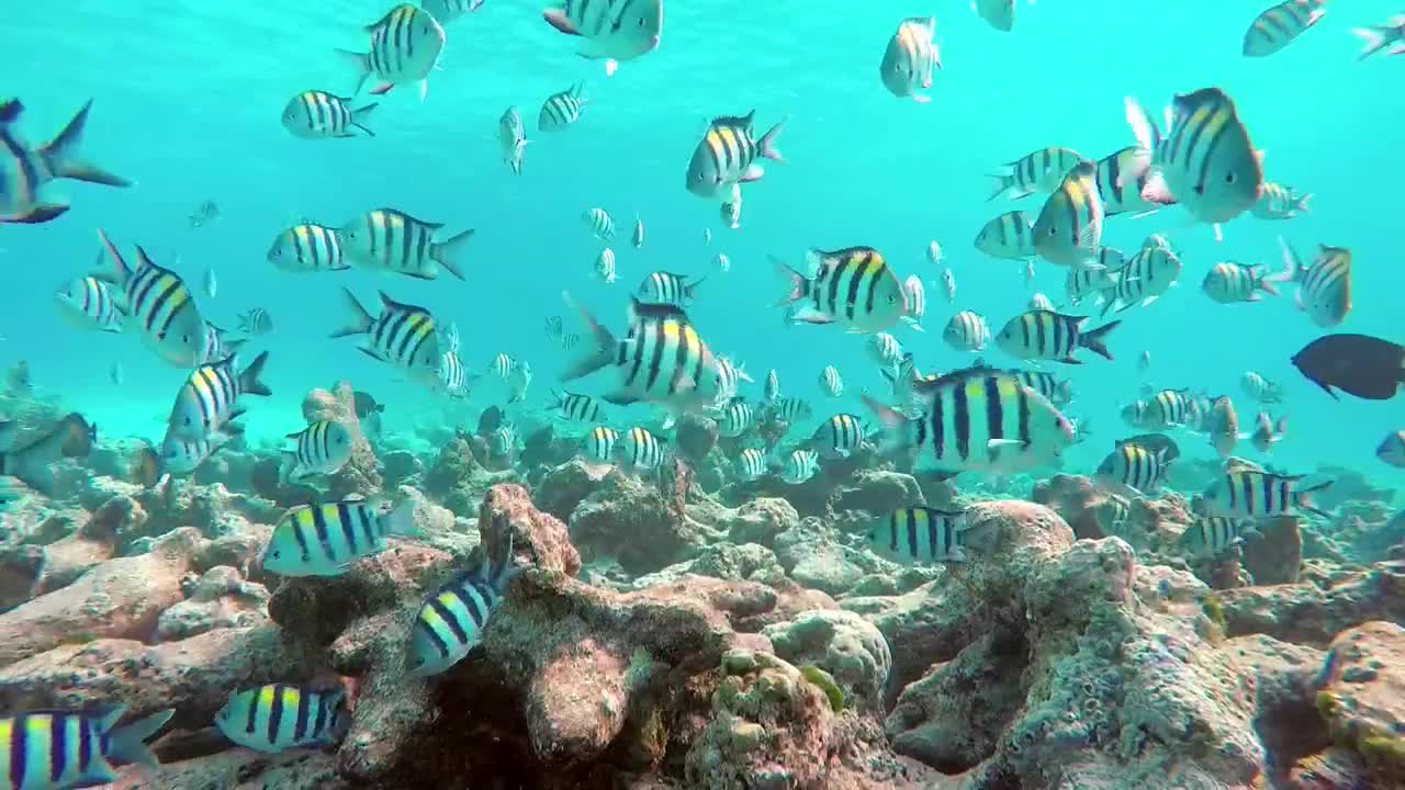 fish swimming on a reef underwater shot