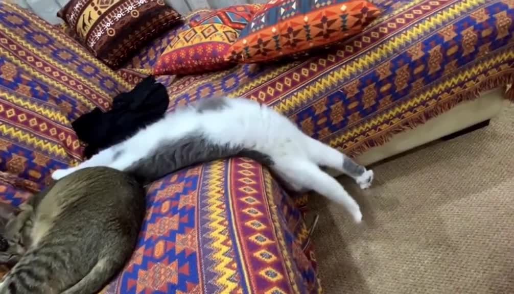 Iām a gymnast š