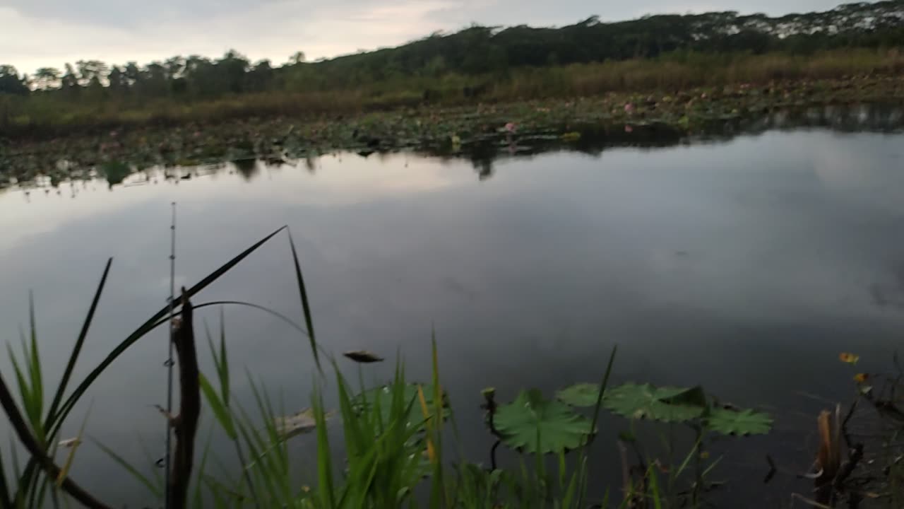 fishing on lake love lots of thousands of lotus trees