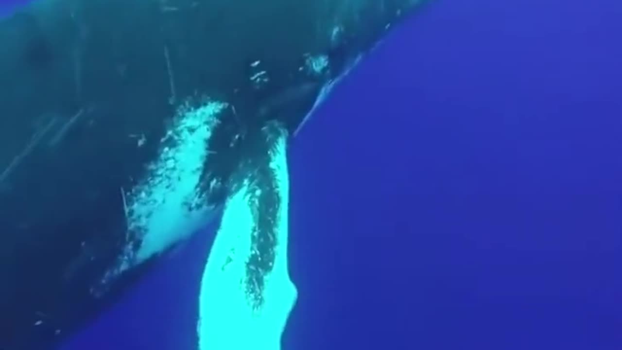 Whale Needed Air