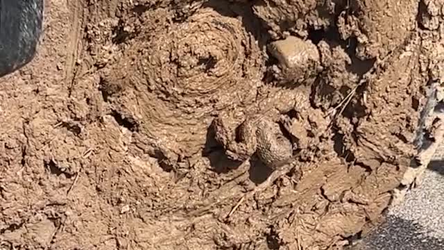 Snake Gets Stuck in Muddy Truck Tire