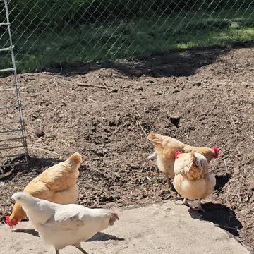 OMC! Four fluffy little chicken butts! 🐔🤯😍🤣 #four #fluffy #chicken #behind #shorts #orpington