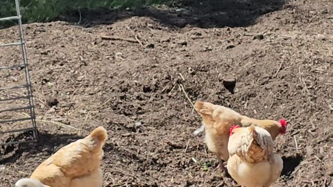 OMC! Four fluffy little chicken butts! 🐔🤯😍🤣 #four #fluffy #chicken #behind #shorts #orpington