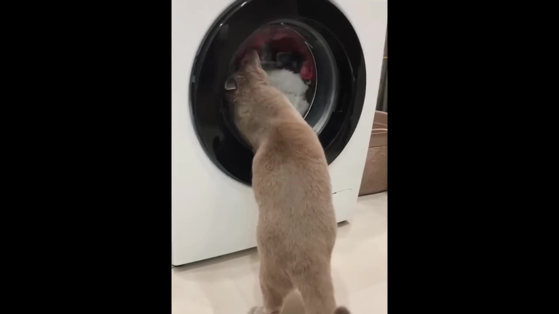 Cute baby animals Videos Compilation cute moment of the animals - Cutest Animals #41