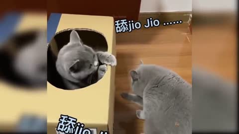 Cute Funny Cat Video 2021 #24