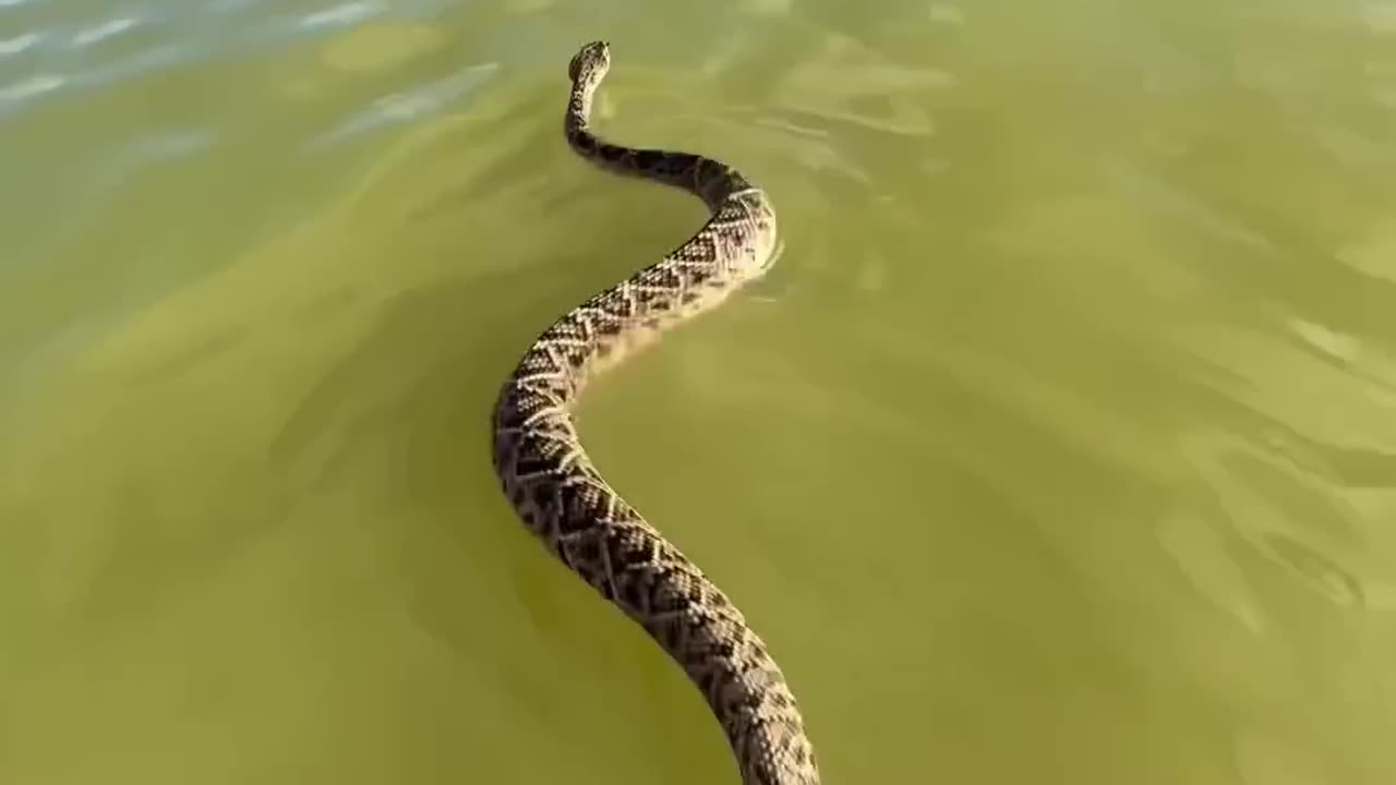 🐍Rattlesnake Swimming on the ocean 🌊