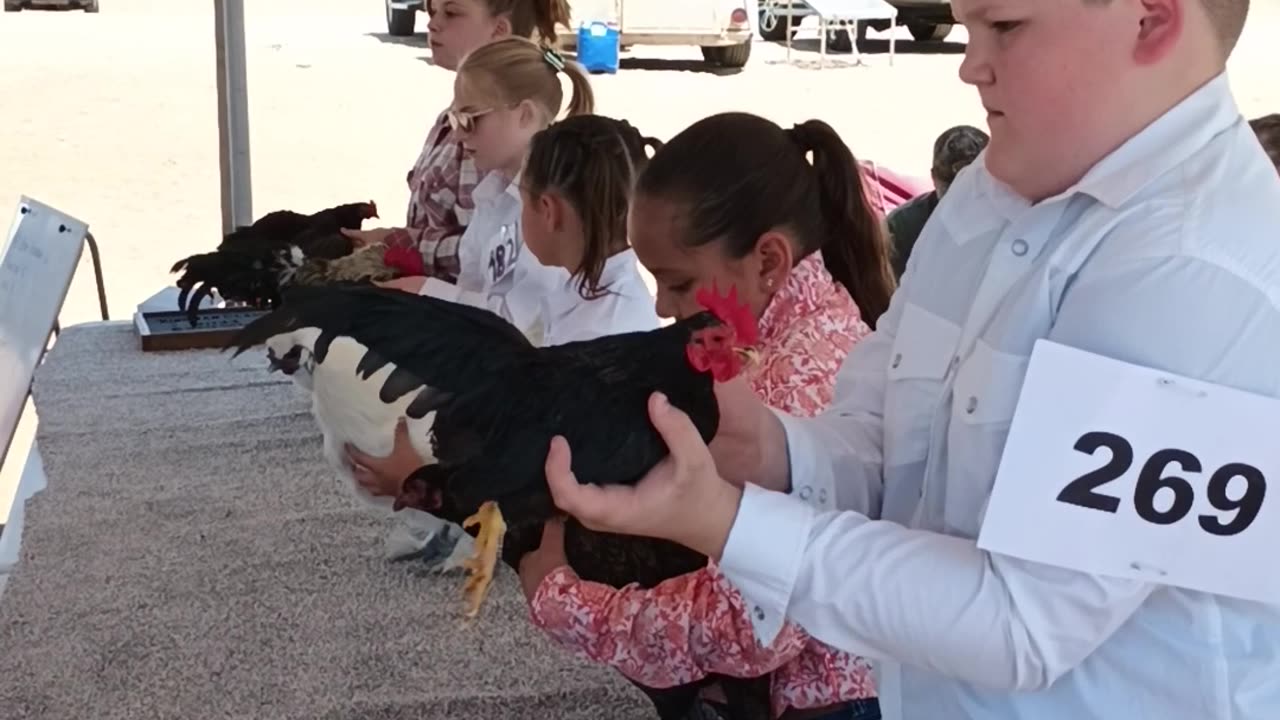 Kingman classic junior poultry showmanship