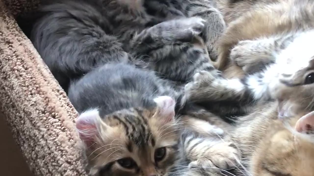 Cute Kitties Wake With a Yawn