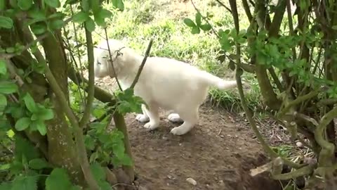 Animal video
