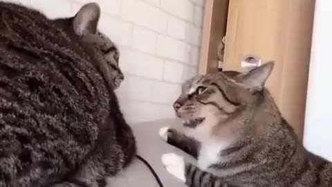 Fight To Cat this Time Funny 🤣