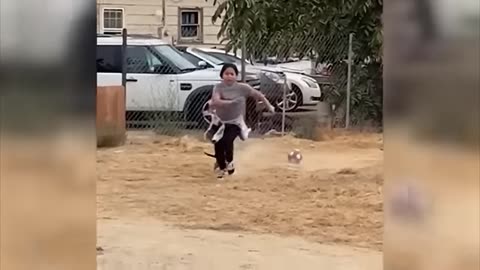 cat and dog