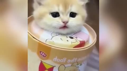 Funny Cats And Cute Cats Videos Compilation 🐹🐭💕